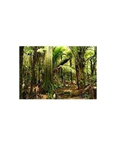 Jungle Photography Backdrop Growth Lush Fern Tropics Jungle Flora 10x6.5ft Background Green Vegetation Nature Landscape Photo Studio Props